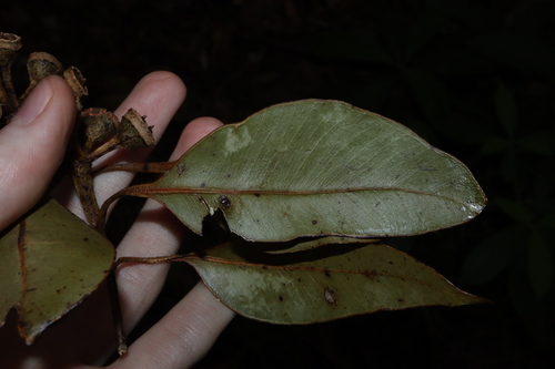 Image of Eucalyptus pellita by (c) Thomas Mesaglio, some rights reserved (CC BY)
