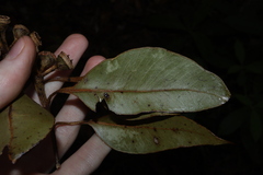 Eucalyptus pellita, photograph (c) Thomas Mesaglio, some rights reserved (CC BY)