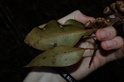 Eucalyptus pellita, photograph 4