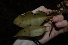 Eucalyptus pellita, photograph (c) Thomas Mesaglio, some rights reserved (CC BY)