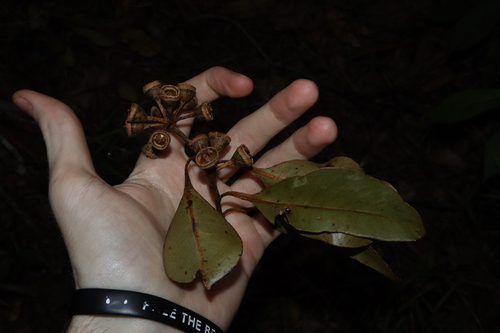 Eucalyptus pellita, photograph 5