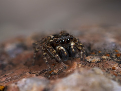 Attulus monstrabilis