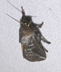 Doratifera stenora