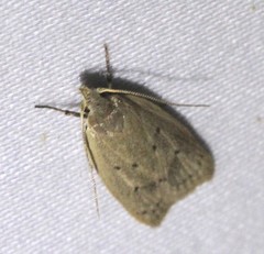 Chezala silvestris