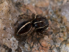 Attulus monstrabilis