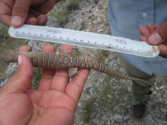 Lugo's Alligator Lizard photo 4