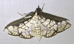Aphytoceros lucusalis