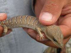 Lugo's Alligator Lizard photo 2