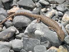 Lugo's Alligator Lizard photo 3