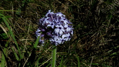 Pentanisia prunelloides