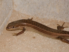 Heremites vittatus