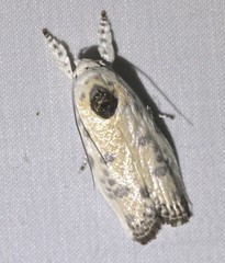 Arignota stercorata