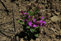 Polygala rhinostigma