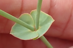 Euphorbia striata