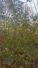 Cornus mas