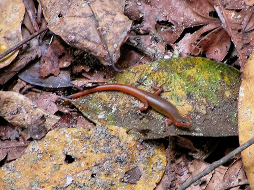 Scincella melanosticta