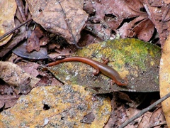 Scincella melanosticta