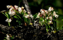 Polystachya ottoniana