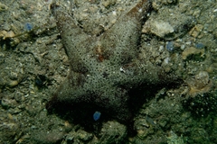 Anthenea sidneyensis