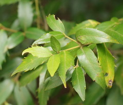 Atherosperma moschatum moschatum