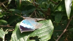 Kallima horsfieldii