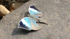 Kallima horsfieldii