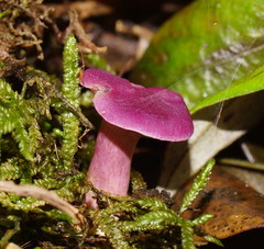 Hygrocybe cheelii