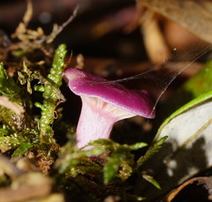 Hygrocybe cheelii