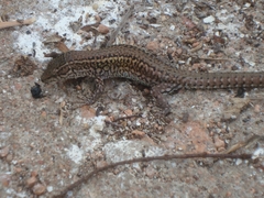 Podarcis carbonelli berlengensis