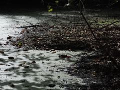 Centropyxis discoides