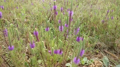 Pogostemon deccanensis