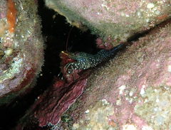 Rhynchocinetes serratus