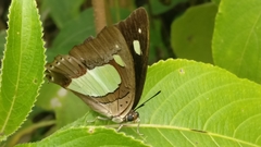 Polyura bharata