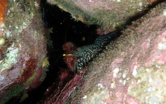 Rhynchocinetes serratus