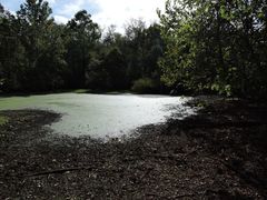 Centropyxis discoides