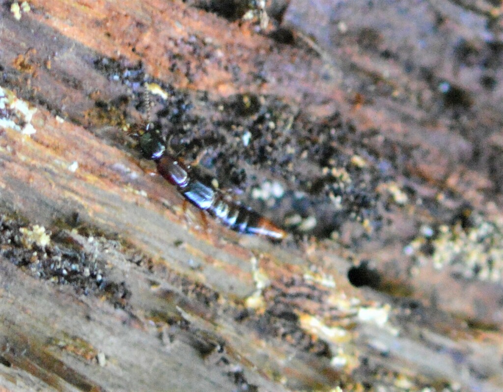 bark rove beetle