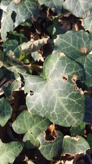 Hedera helix