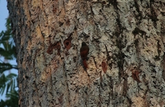 Sittasomus griseicapillus image