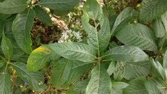 Pavetta indica
