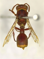 Ropalidia capensis