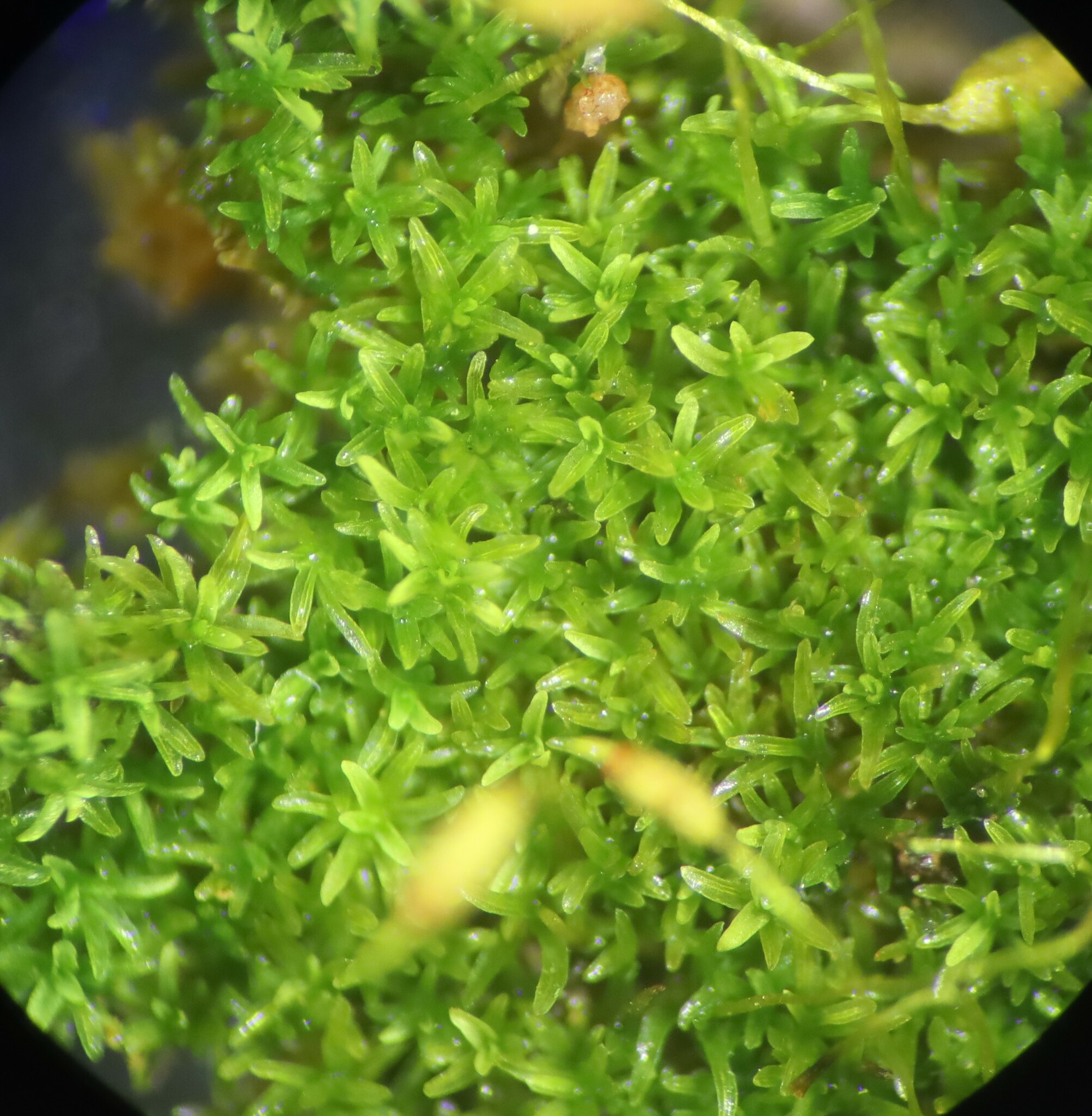 Gymnostomum calcareum