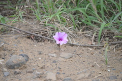 Ipomoea bolusiana