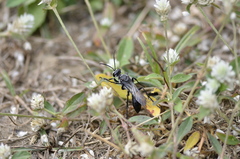Sphex argentatus