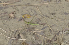 Acrida turrita