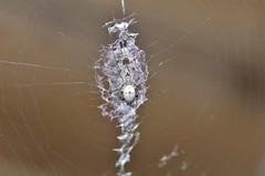 Zosis geniculata