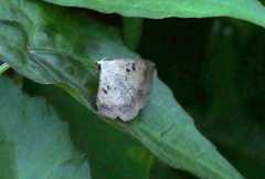 Blasticorhinus rivulosa