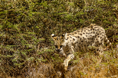Leptailurus serval
