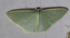 Chlorocoma melocrossa