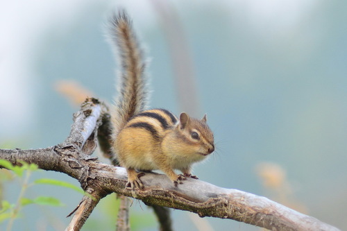 Siberian Chipmunk