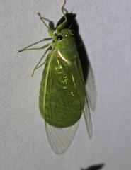 Glaucopsaltria viridis
